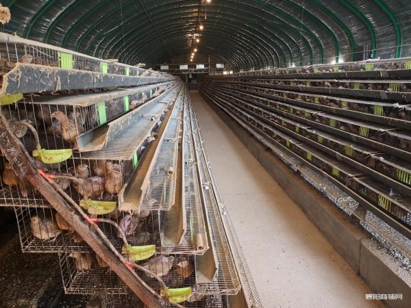 襄州伙牌3400平鹌鹑养殖场带禽整体出租